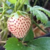 White Pineberry Strawberry -Plants Store 3520 960x960 1