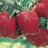 Starkrimson® Red Delicious Apple -Plants Store 3560 960x960 1