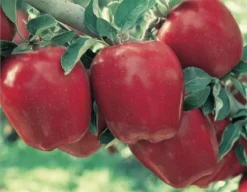 Starkrimson® Red Delicious Apple