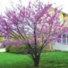 American Redbud -Plants Store 359 960x960 1