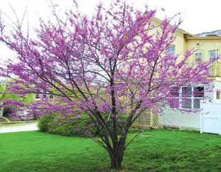 American Redbud 3 American Redbud