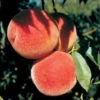 Flamin' Fury® Jumbo Peach -Plants Store 36 960x960 1