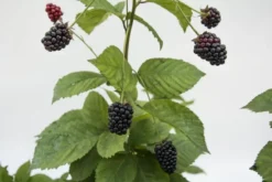 Bushel And Berry® Baby Cakes® Blackberry -Plants Store 3792 960x960 1