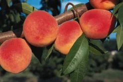 Redhaven Peach