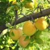 Starkspur® Golden Delicious Apple -Plants Store 3806 960x960 1