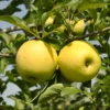 Stark® Golden Delicious Apple 2 Stark® Golden Delicious Apple -Plants Store 3807 960x960 1