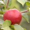 Stark® Hart's Fancy™ Apple 1 Stark® Hart's Fancy™ Apple -Plants Store 3876 960x960 1