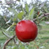 Stark® Red Romance® Apple -Plants Store 3878 960x960 1
