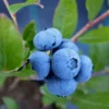 Sunshine Blue Blueberry 2 Sunshine Blue Blueberry -Plants Store 3887 960x960 1