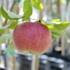Stark® Jon-A-Red® Jonathan Apple -Plants Store 3943 960x960 1