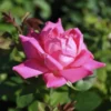 Pink Double Knock Out® Rose -Plants Store 3949 960x960 1