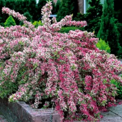 Variegated Weigela