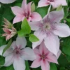 John Paul II Clematis -Plants Store 4052 960x960 1