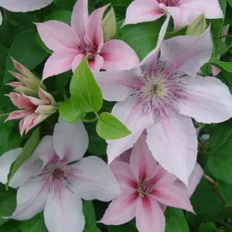 John Paul II Clematis 3 John Paul II Clematis