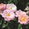 Peachy Knock Out® Rose 1 Peachy Knock Out® Rose -Plants Store 4055 960x960 1