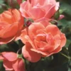 Coral Knock Out® Rose 2 Coral Knock Out® Rose -Plants Store 4057 960x960 1
