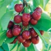 Benton® Sweet Cherry -Plants Store 4153 960x960 1