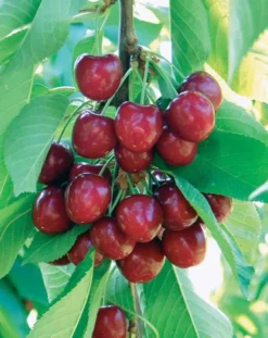 Benton® Sweet Cherry