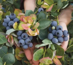 Bushel And Berry® Peach Sorbet® Blueberry -Plants Store 4199 960x960 1