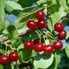 Carmine Jewelâ„¢ Bush Cherry 1 Carmine Jewelâ„¢ Bush Cherry -Plants Store 4293 960x960 1