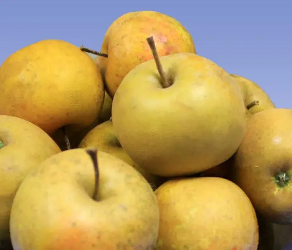 Franklin Cider™ Apple 4 Franklin Cider™ Apple - Image 2