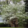 White Flowering Dogwood 1 White Flowering Dogwood -Plants Store 4348 960x960 1