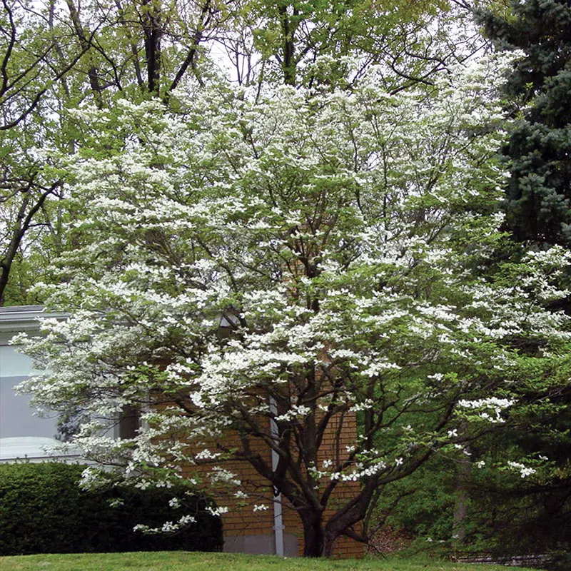 White Flowering Dogwood 3 White Flowering Dogwood