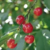 Stark® Montmorency Pie Cherry -Plants Store 4457 960x960 1