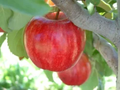 Starkrimson® Gala Apple
