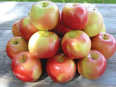 September Wonder® Fuji Apple 4 September Wonder® Fuji Apple - Image 2