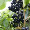 Viking Aronia Berry -Plants Store 4742 960x960 1