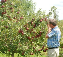 Empire Apple -Plants Store 476 960x960 1
