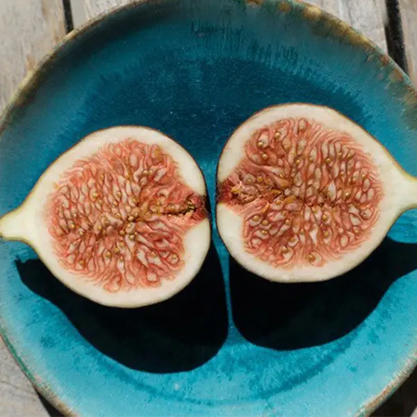 Italian Honey Fig 4 Italian Honey Fig - Image 2