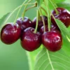 Bing Sweet Cherry -Plants Store 4935 960x960 1