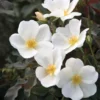 White Knock Out® Rose 2 White Knock Out® Rose -Plants Store 497 960x960 1