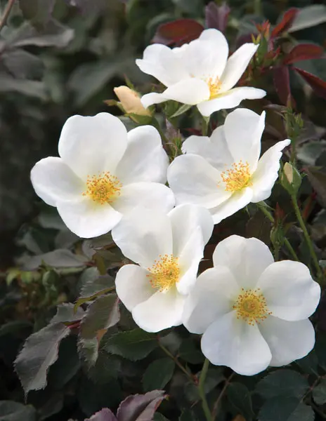 White Knock Out® Rose 3 White Knock Out® Rose