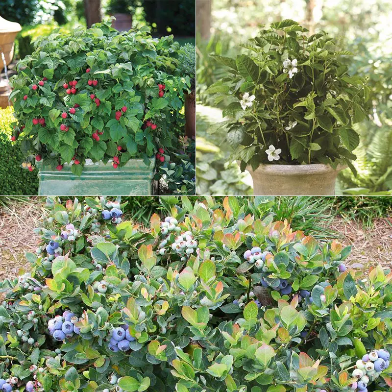 Bushel And Berry® Assortment 3 Bushel And Berry® Assortment