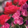 Double Knock Out® Rose Collection -Plants Store 5030 960x960 1