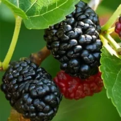 Dwarf Everbearing Mulberry