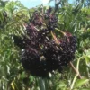 Ranch Elderberry -Plants Store 5080 960x960 1