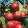 Starkspur® Winesap Apple -Plants Store 5204 960x960 1
