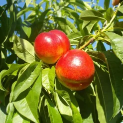 Fantasia Nectarine
