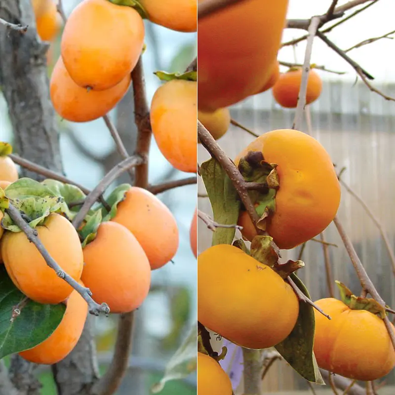 Double Play Asian Persimmon Tree Collection 4 Double Play Asian Persimmon Tree Collection - Image 2