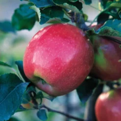 Pink Lady® Apple 8 Pink Lady® Apple -Plants Store 5211 960x960 1