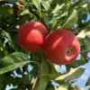 Buckeye Gala® Apple -Plants Store 5271 960x960 1
