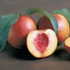 Stark® RedGold Nectarine -Plants Store 5300 960x960 1