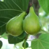 Italian Honey Fig 2 Italian Honey Fig -Plants Store 5345 960x960 1