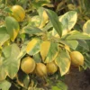 Variegated Pink Eureka Lemon 2 Variegated Pink Eureka Lemon -Plants Store 5394 960x960 1