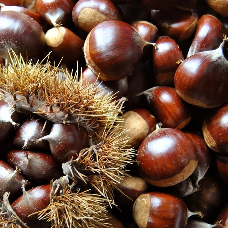 Sleeping Giant Chestnut 3 Sleeping Giant Chestnut