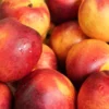 Desert Delight Nectarine -Plants Store 5477 960x960 1
